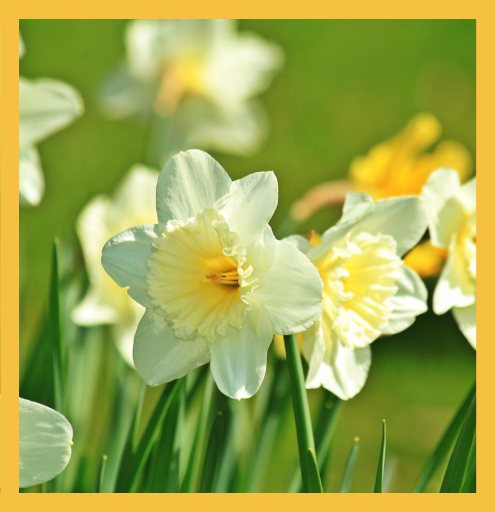 Card image.